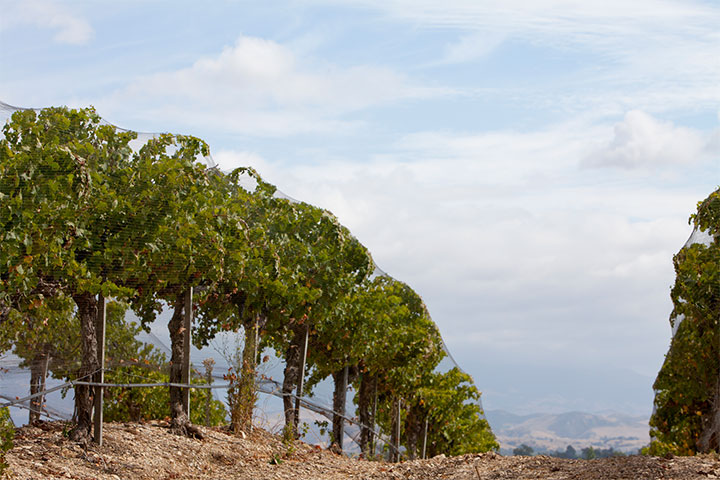 Lincourt Vineyard Hero 720x480 1