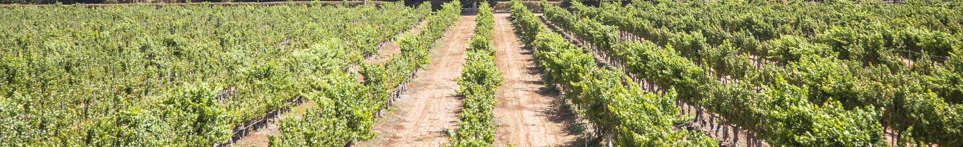 Vineyards header 1920x300 1